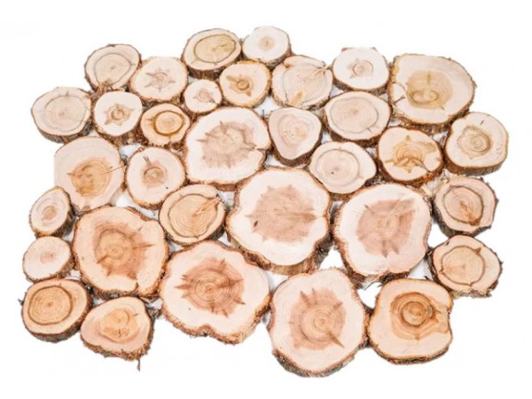 Спилы для панно из можжевельника